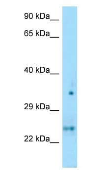 OLIG1 Antibody (N-Terminus)