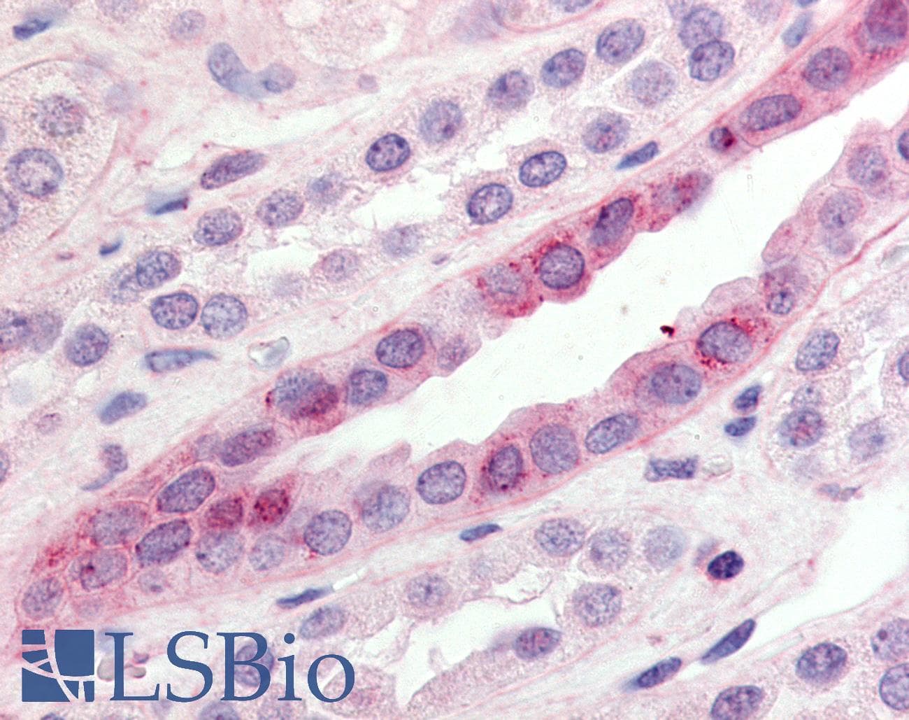 IHC-plus™ BOB / GPR15 Antibody (C-Terminus)