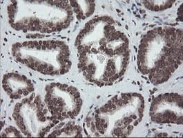 CHN1 Antibody (clone OTI2G6)
