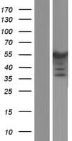 Human PPP2R2B Protein (Over-Expression Lysate Myc-DDK (Flag))