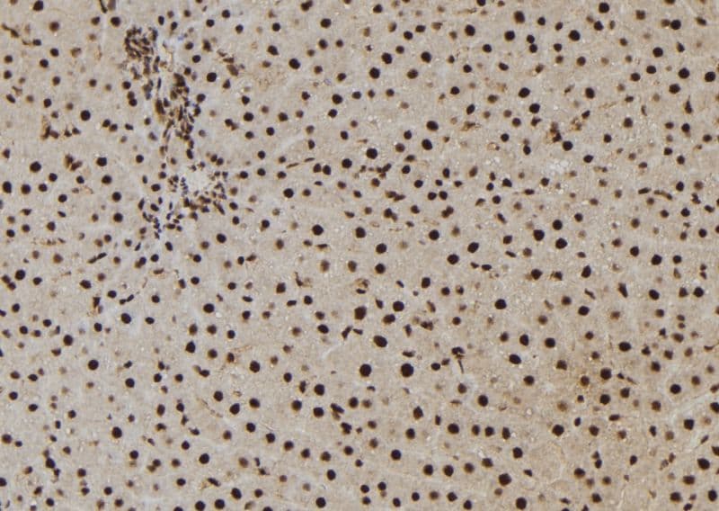 NASP Antibody