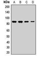 EZH2 Antibody
