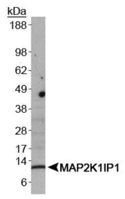 LAMTOR3 / MP1 Antibody