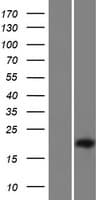 C15orf62 Protein (Over-Expression Lysate Myc-DDK (Flag))