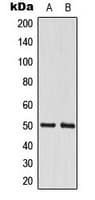 CSTF1 Antibody (N-Terminus)