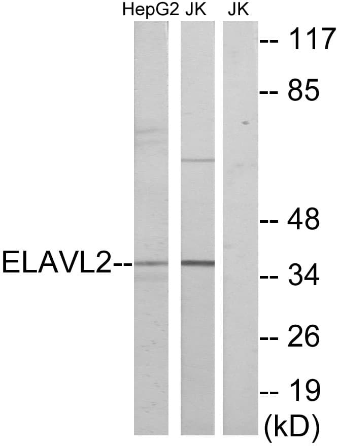 IHC-plus™ ELAVL2 / HUB Antibody (aa11-60)