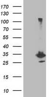 PNMT Antibody (clone OTI1F3)