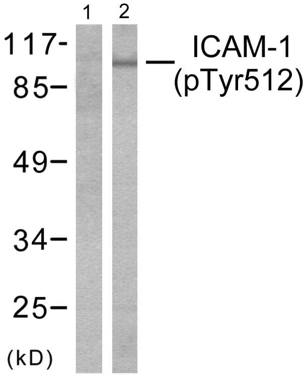 ICAM-1 / CD54 Antibody (phospho-Tyr512)