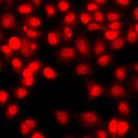 Polyclonal Rabbit anti-Human HIST3H3 Antibody (IF, WB)