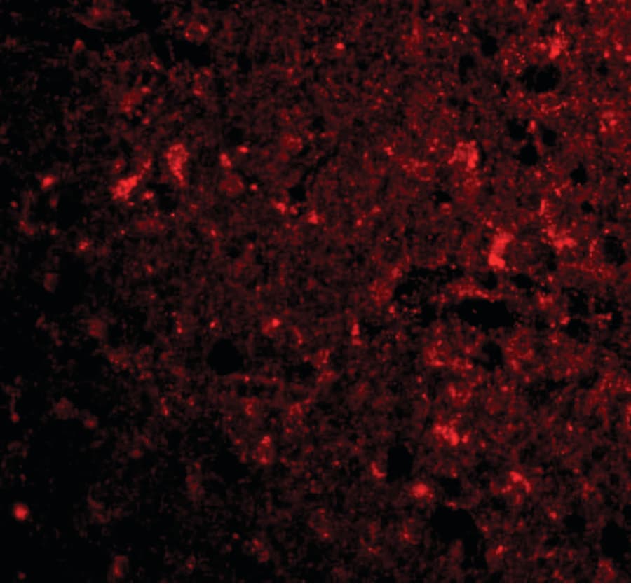 IHC-plus™ Polyclonal Rabbit anti-Human C1QTNF4 / CTRP4 Antibody (IHC, IF, WB)