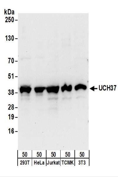 IHC-plus™ UCHL5 / UCH37 Antibody (aa150-200)