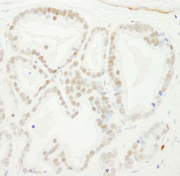 BUB3 Antibody (aa1-50)