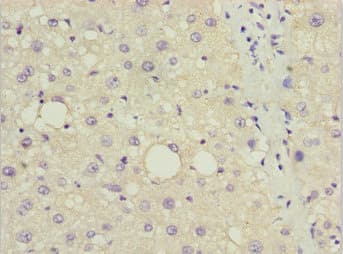 DDIT3 / CHOP Antibody