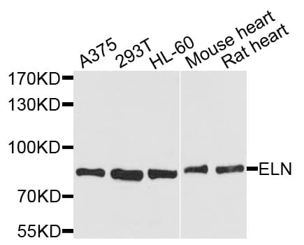 IHC-plus™ ELN / Elastin Antibody