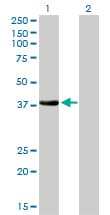 NKX2-5 Antibody (clone 1E4-G5)