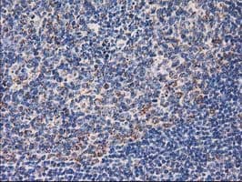 CLPP Antibody (clone OTI1E2, Carrier-free)