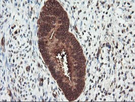 PSMA4 Antibody (clone OTI4B8, Carrier-free)