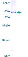 Human STAM1 / STAM Protein (Recombinant GST)
