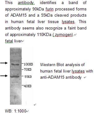 ADAM15 Antibody