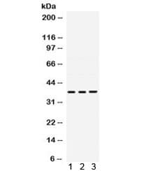 Polyclonal Rabbit anti-Human POLB / DNA Polymerase Beta Antibody (WB)