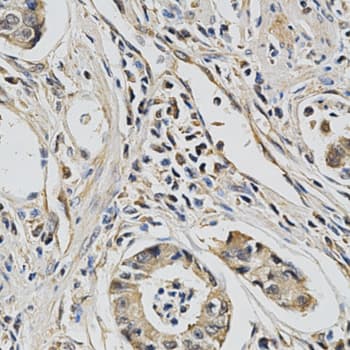 EIF4E Antibody