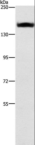 ITGA2 / CD49b Antibody