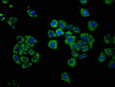 HYPE / FICD Antibody