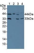 HMBS / PBGD Antibody (aa85-337, Biotin)