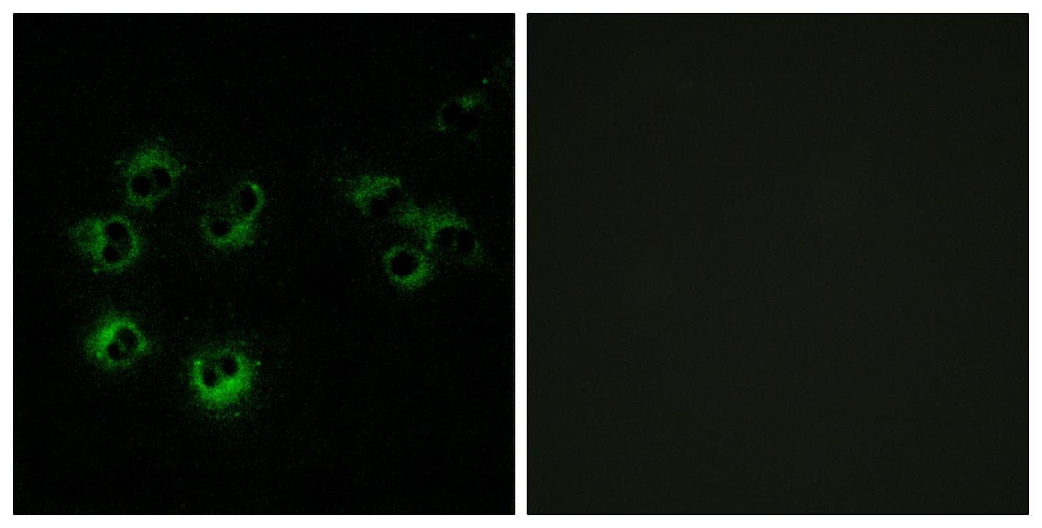 GPR42 Antibody