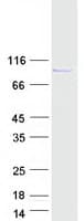 Human ARHGEF35 Protein (Recombinant Myc-DDK (Flag))