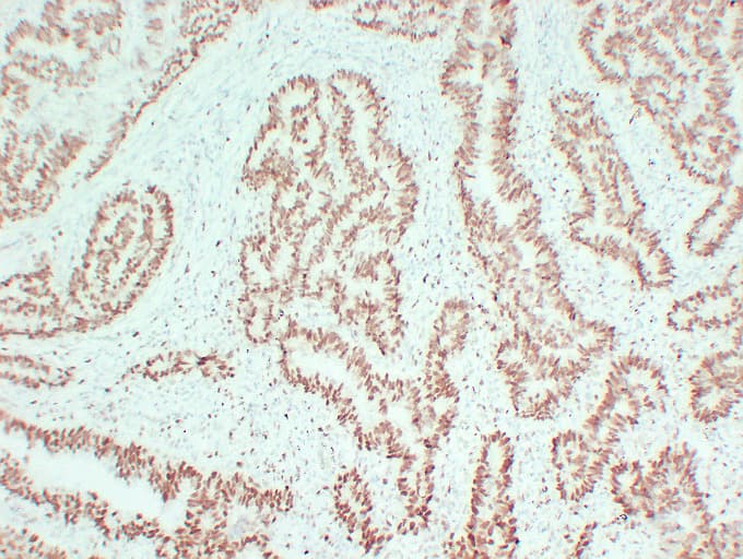 MCM2 Antibody (clone ABT-MCM2)