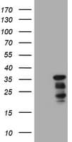 JUN / c-Jun Antibody (clone OTI1B3, Carrier-free)
