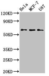 KY Antibody