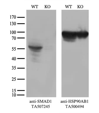SMAD1 Antibody (clone OTI1E2, Carrier-free)