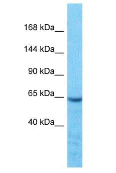 WWC3 Antibody (aa28-77)