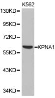 KPNA1 / Importin Alpha 5 Antibody