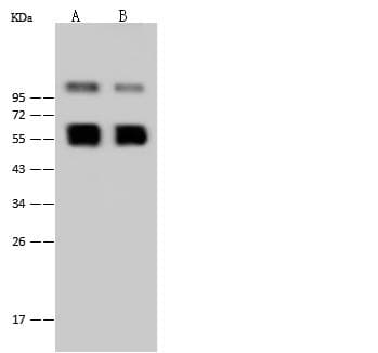 West Nile Virus NS1 Antibody (Preservative Free)