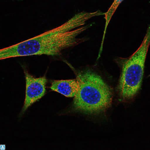 PHB / Prohibitin Antibody