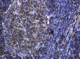 PCDH7 Antibody (clone OTI1G8)
