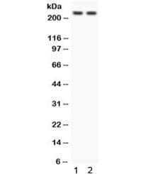 OTOF / Otoferlin Antibody