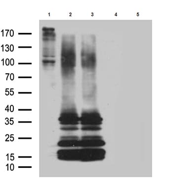 GPR26 Antibody (clone OTI3D10)