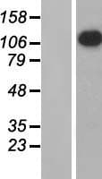 APOBR / APOB48R Protein (Over-Expression Lysate Myc-DDK (Flag))