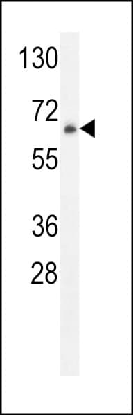 ZNF30 Antibody (aa1-30)