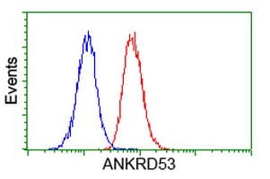 ANKRD53 Antibody (clone OTI1C10)