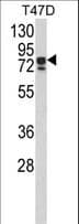 Polyclonal Rabbit anti-Human KHSRP / FBP2 Antibody (aa94-122, IHC, IF, WB)