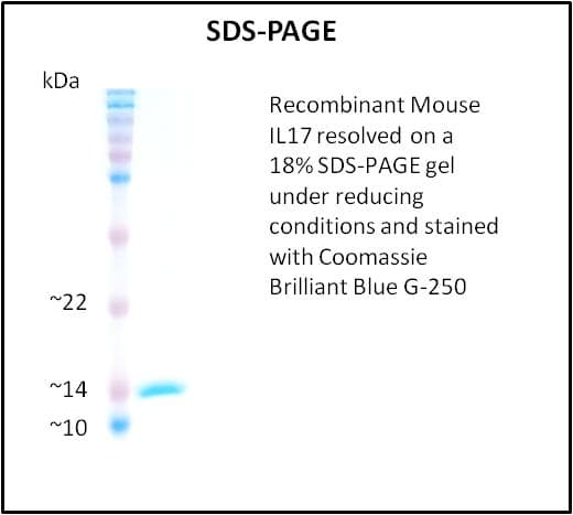 Mouse IL17A Protein (Recombinant)
