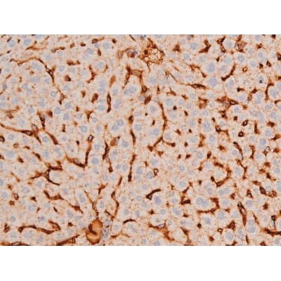 Polyclonal Rabbit anti-Human GATA4 Antibody (phospho-Ser262, IHC, IF, WB)
