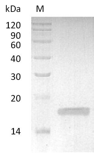 Rabbit TNF Alpha Protein (Recombinant)