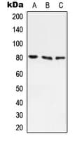 ABCF3 Antibody (N-Terminus)