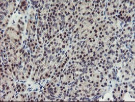 SENP2 Antibody (aa139-523, clone OTI3F5, Carrier-free)